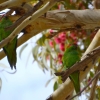 Zdjęcie z Australii - I lory piżmowe dwie