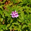 Zdjęcie z Australii - Fajnie kwitnie zdziczala pelargonia