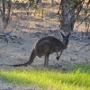 Zdjęcie z Australii - Przy wjezdzie do Parku Narodowego Belair