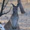 Zdjęcie z Australii - Przy wjezdzie do Parku Narodowego Belair