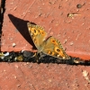 Zdjęcie z Australii - Motyl spija wilgoc spomiedzy kafelkow przy kasie biletowej