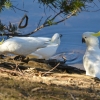 Zdjęcie z Australii - Kakadu żółtoczube u wodopoju