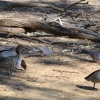 Zdjęcie z Australii - Nad jeziorkiem Playford Lake