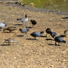 Zdjęcie z Australii - Nad jeziorkiem Playford Lake