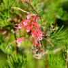 Zdjęcie z Australii - Kwitnie grevillea