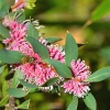 Zdjęcie z Australii - Australijska flora