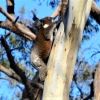 Zdjęcie z Australii - A misiek nr 3 pnie sie coraz wyzej