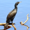 Zdjęcie z Australii - Kormoran bruzdodzioby