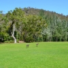 Zdjęcie z Australii - ...i poszly dalej wzdloz dolinki Long Gully