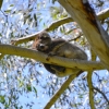 Zdjęcie z Australii - Zostawiamy spiacego miska numer 3