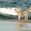 Zdjęcie z Polski - Przyszedł na plażę ze swoimi właścicielami.