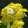 Zdjęcie z Australii - Ogrodowa fauna i flora