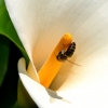 Zdjęcie z Australii - Ogrodowa fauna i flora