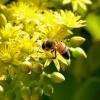 Zdjęcie z Australii - Ogrodowa fauna i flora