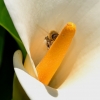 Zdjęcie z Australii - Ogrodowa fauna i flora
