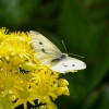 Zdjęcie z Australii - Ogrodowa fauna i flora