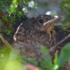 Zdjęcie z Australii - Kosie gniazdo w naszym ogrodzie