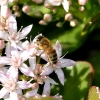 Zdjęcie z Australii - Fauna i flora w moim ogrodzie