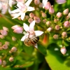 Zdjęcie z Australii - Ogrodowa fauna i flora
