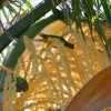 Zdjęcie z Australii - Nektarynki (lory) piżmowe na palmowym kwiecie