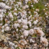 Zdjęcie z Australii - Flora rezerwatu Aldinga Scrub