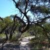 Zdjęcie z Australii - Busz wydmowy Aldinga Scrub