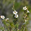 Zdjęcie z Australii - Flora rezerwatu Aldinga Scrub