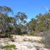 Zdjęcie z Australii - Busz wydmowy Aldinga Scrub