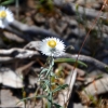 Zdjęcie z Australii - Kocanka satin everlasting