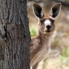 Zdjęcie z Australii - A kuku :)