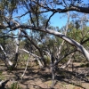Zdjęcie z Australii - Rezerwat Aldinga Scrub - busz wydmowy