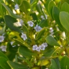 Zdjęcie z Australii - Kwitnie sololubna coprosma