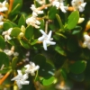 Zdjęcie z Australii - Kwitnie leucopogon - roslina z rodziny wrzosowatych