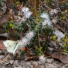Zdjęcie z Australii - Fauna i flora