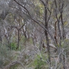 Zdjęcie z Australii - Busz wydmowy Aldinga Scrub
