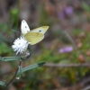 Zdjęcie z Australii - Fauna i flora