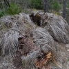Zdjęcie z Australii - Pozostalosci po starych żółtakach