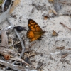Zdjęcie z Australii - Motyl xenica 