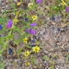 Zdjęcie z Australii - Pomiedzy zmijowcami rodzime astrowate - capeweed