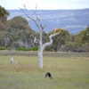 Zdjęcie z Australii - Otwarta rownina rezerwatu Aldinga Scrub
