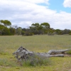 Zdjęcie z Australii - Otwarta rownina rezerwatu Aldinga Scrub