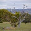 Zdjęcie z Australii - Otwarta rownina rezerwatu Aldinga Scrub