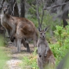 Zdjęcie z Australii - Znowu pojawiaja sie kangury - z tylu wielki samiec