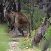 Zdjęcie z Australii - 