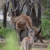 Zdjęcie z Australii - 