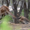Zdjęcie z Australii - Starczy tego gapienia sie - spadamy :)