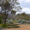 Zdjęcie z Australii - Rezerwat Aldinga Scrub - busz wydmowy