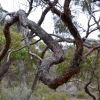 Zdjęcie z Australii - Pora wracac