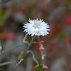 Zdjęcie z Australii - Kocanka satin everlasting