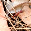Zdjęcie z Australii - Wielka mrowka z rodziny myrmecia